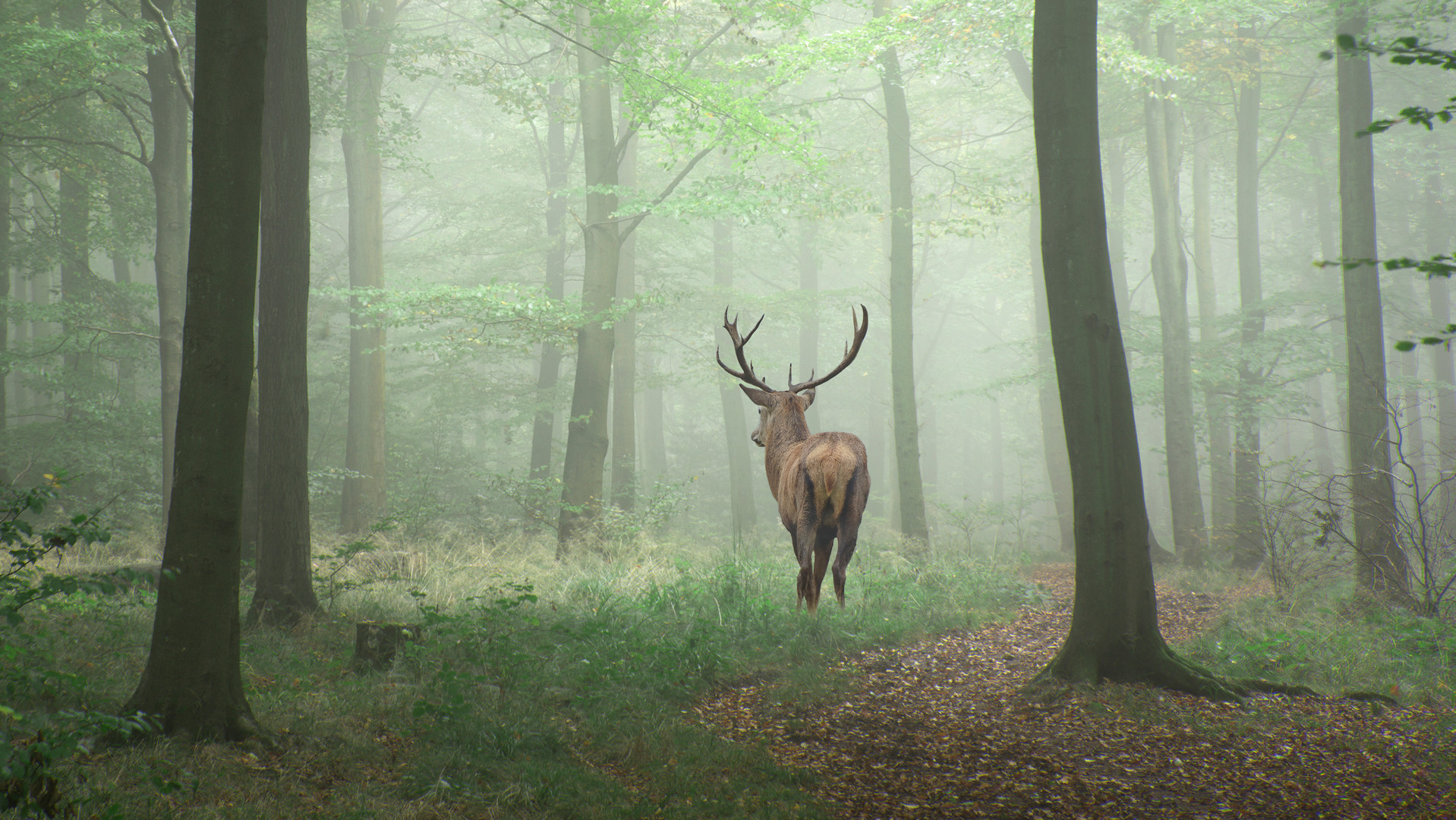 Stunning image of red deer stag in foggy Autumn colorful forest landscape image