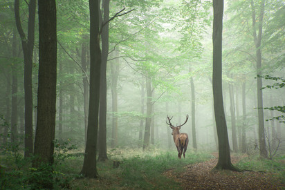 Stunning image of red deer stag in foggy Autumn colorful forest landscape image