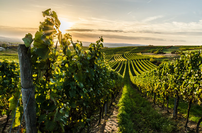 Agrar, Gensingen, Herbst, Horrweiler, Ingelheim, Panorama, Reben, Rheinhessen, Rheinland-Pfalz, Tourismus, Touristen, Wandern, Wanderweg, Wein, Weinbau, Weinberg, Weinberge, Weinlese, Weinreben, Wingert, Winzer