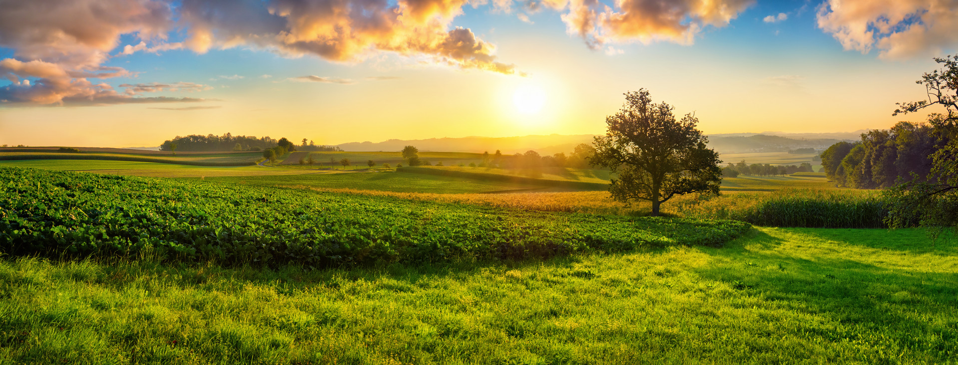 Tranquil panoramic rural landscape scenery in an early summer morning after sunrise, with a tree on green meadows and colorful clouds in the gold and blue sky
