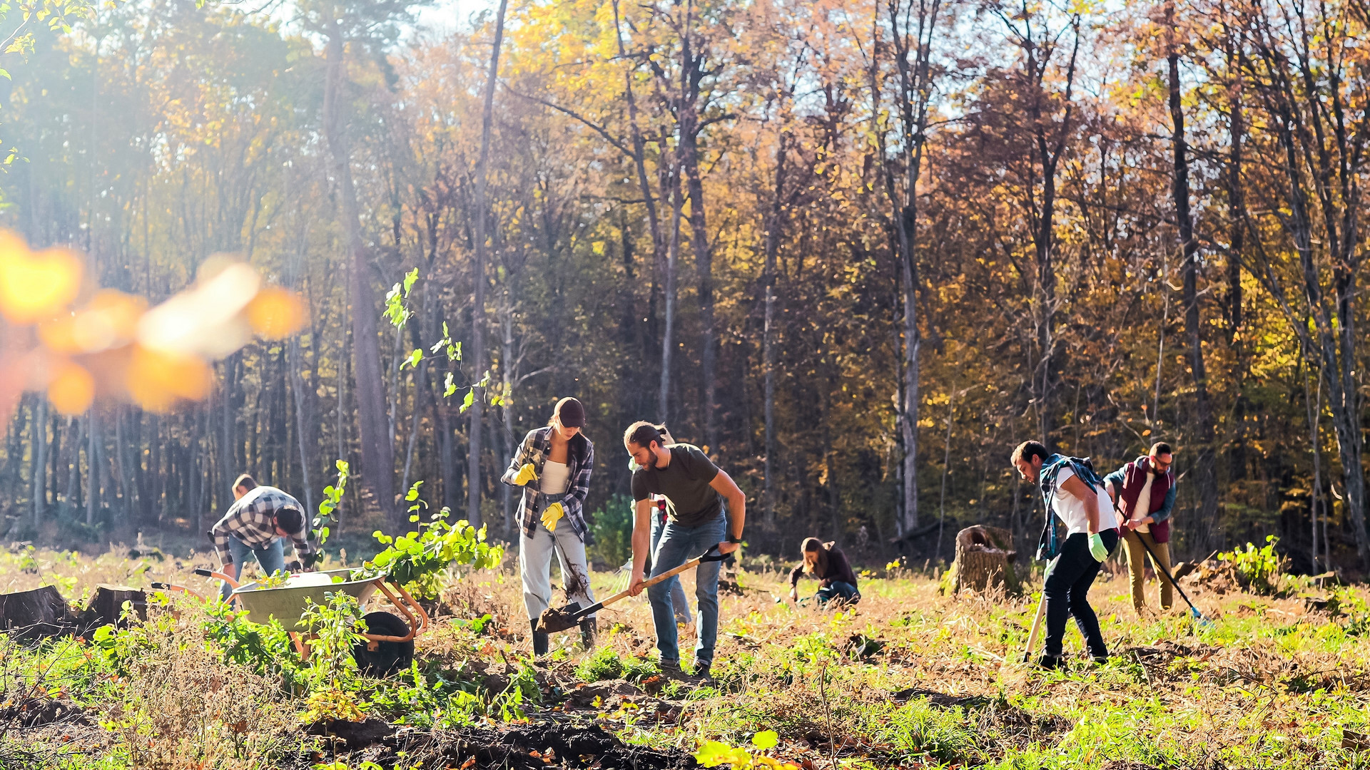 Ecological volunteers working on sunny fall day in forest and planting seedlings of trees. Outdoors. Caucasian males and females coworking together and aving our planet. Eco interaction.