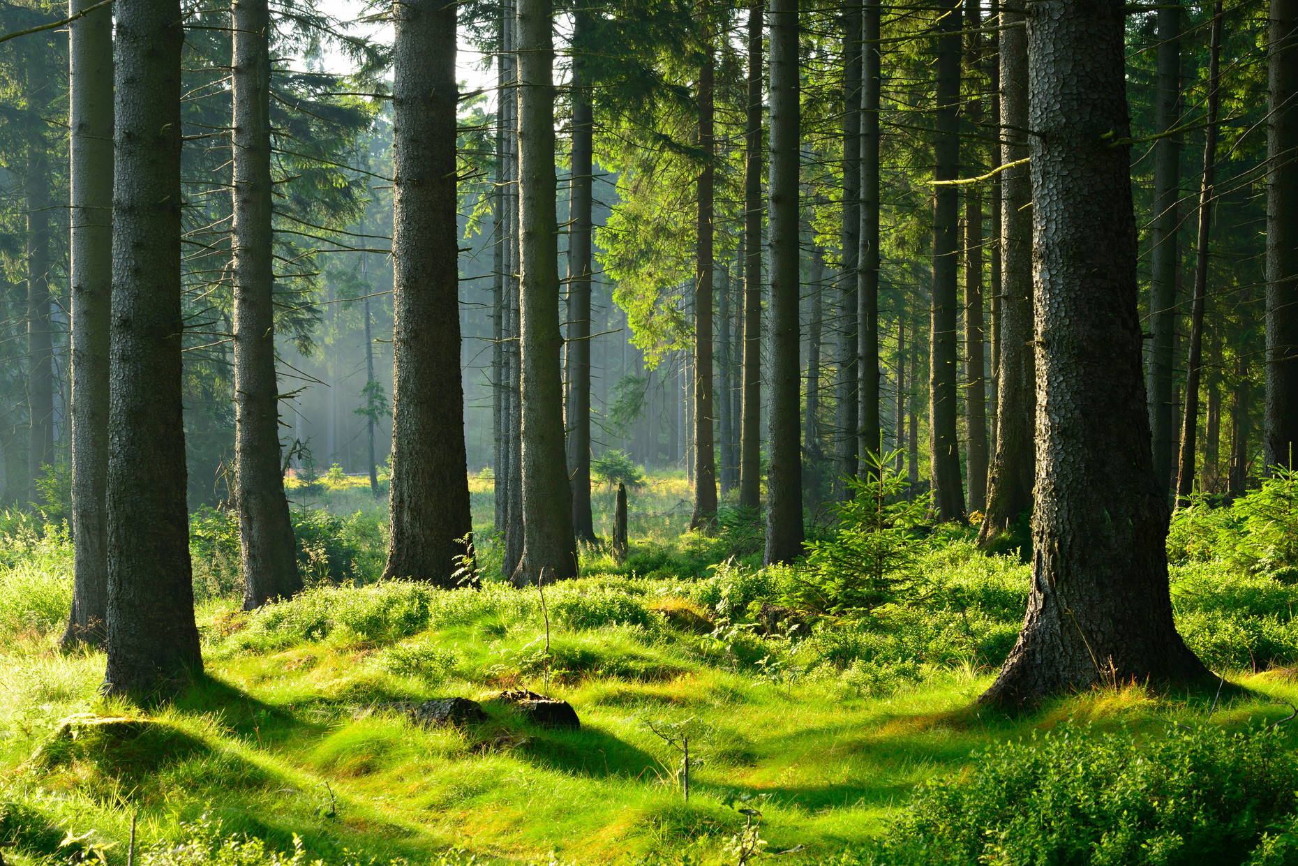 Unberührter naturnaher Fichtenwald im warmen Licht der Morgensonne wald, bäume, licht, sonnig, fichte, fichtenwald, leuchten, lichtstimmung, malerisch, sonne, sonnenschein, sonnenlicht, stimmung, stimmungsvoll, warm, naturwald, wildnis, nationalpark, naturnah, moos, gras, heidekraut, baumstamm, baum, baumstämme, naturschutzgebiet, nadelwald, früh, morgens, morgenstimmung, unterholz